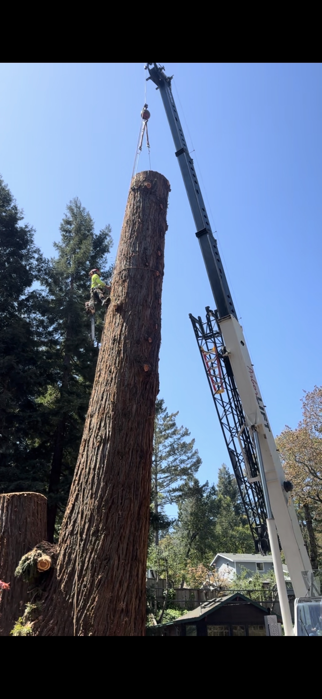 Certified Tree Service Inc. - Professional Tree Care Services Bay Area