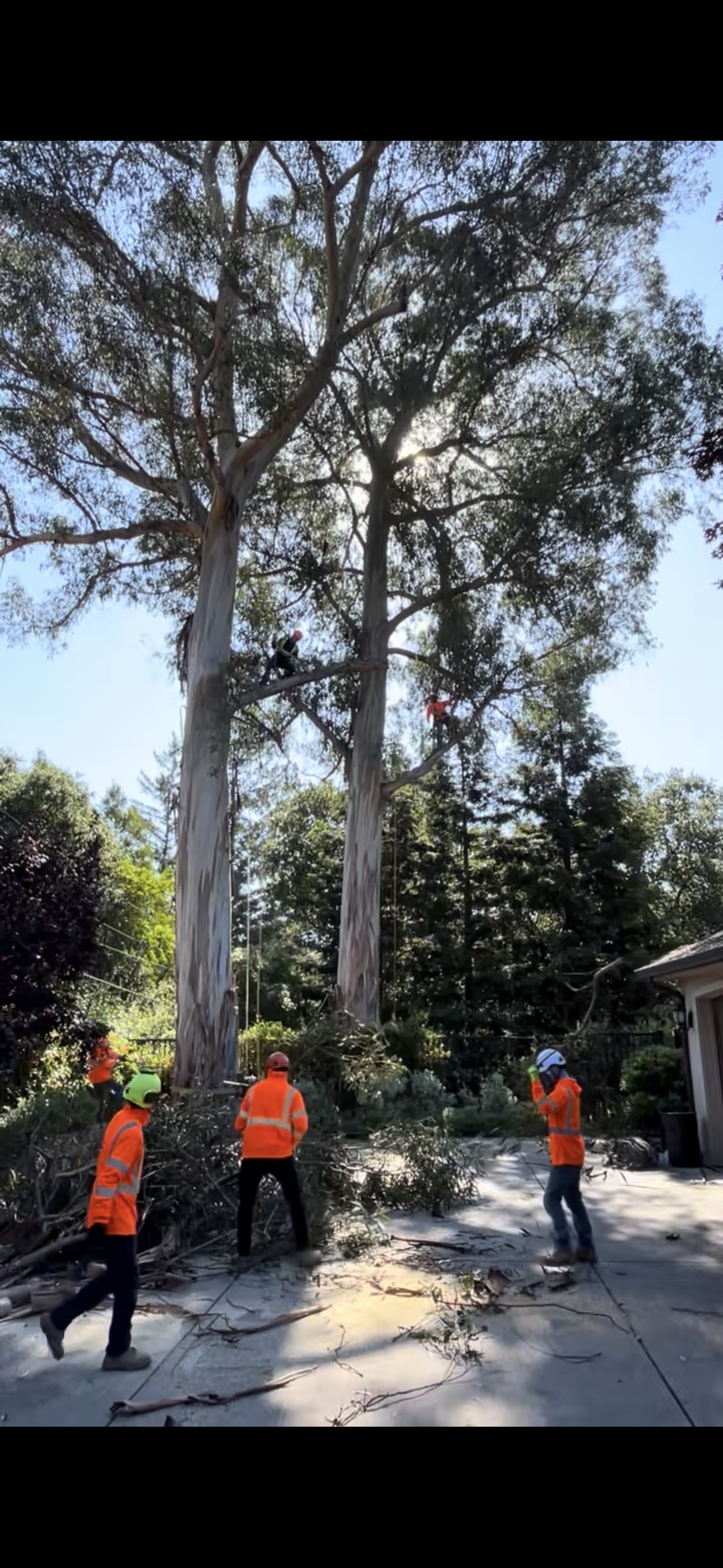 Certified Tree Service Inc. - Professional Tree Care Services Bay Area