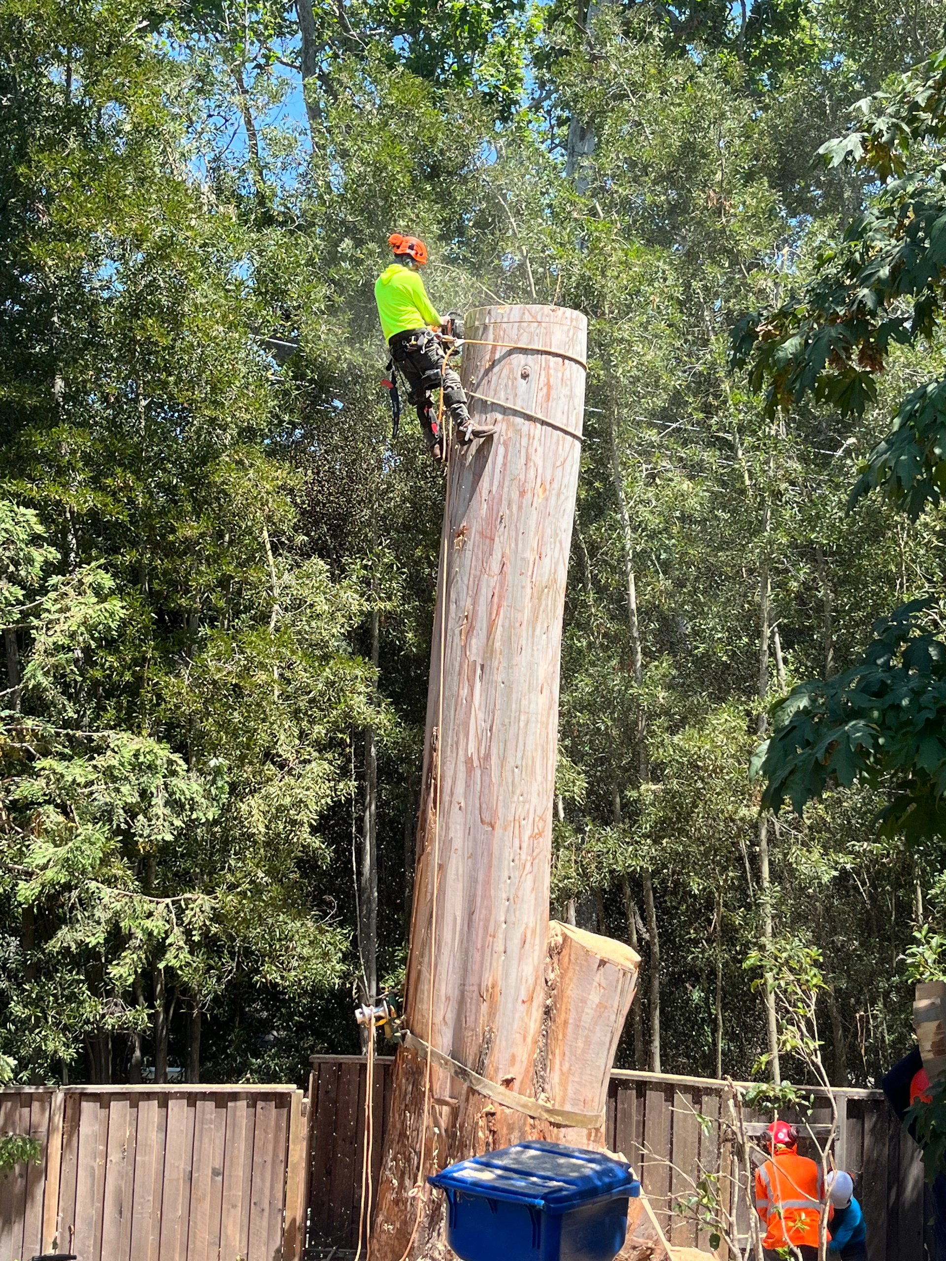 Certified Tree Service Inc. - Professional Tree Care Services Bay Area